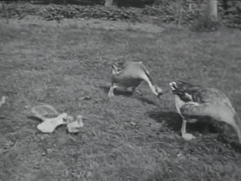 Poultry on the Farm (1937).mp4.6.gif